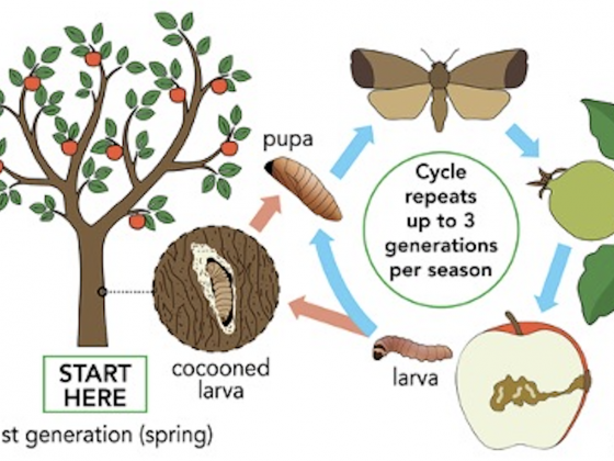 Codling Moth Monitoring Traps - Susan's in the Garden