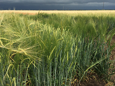 Barley in breeding program field
