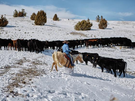 A Montana State University agriculture student moves cattle at MSU's Red Bluff Research Ranch in March 2022. MSU photo by Adrian Sanchez-Gonzalez