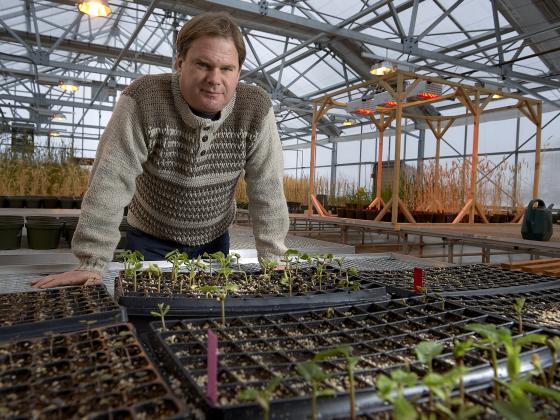 Montana State University professor Roland Ebel examines a variety of plants that were treated with biofertilizer in an MSU greenhouse Thursday, Nov. 23, 2022 in Bozeman. MSU photo by Kelly Gorham