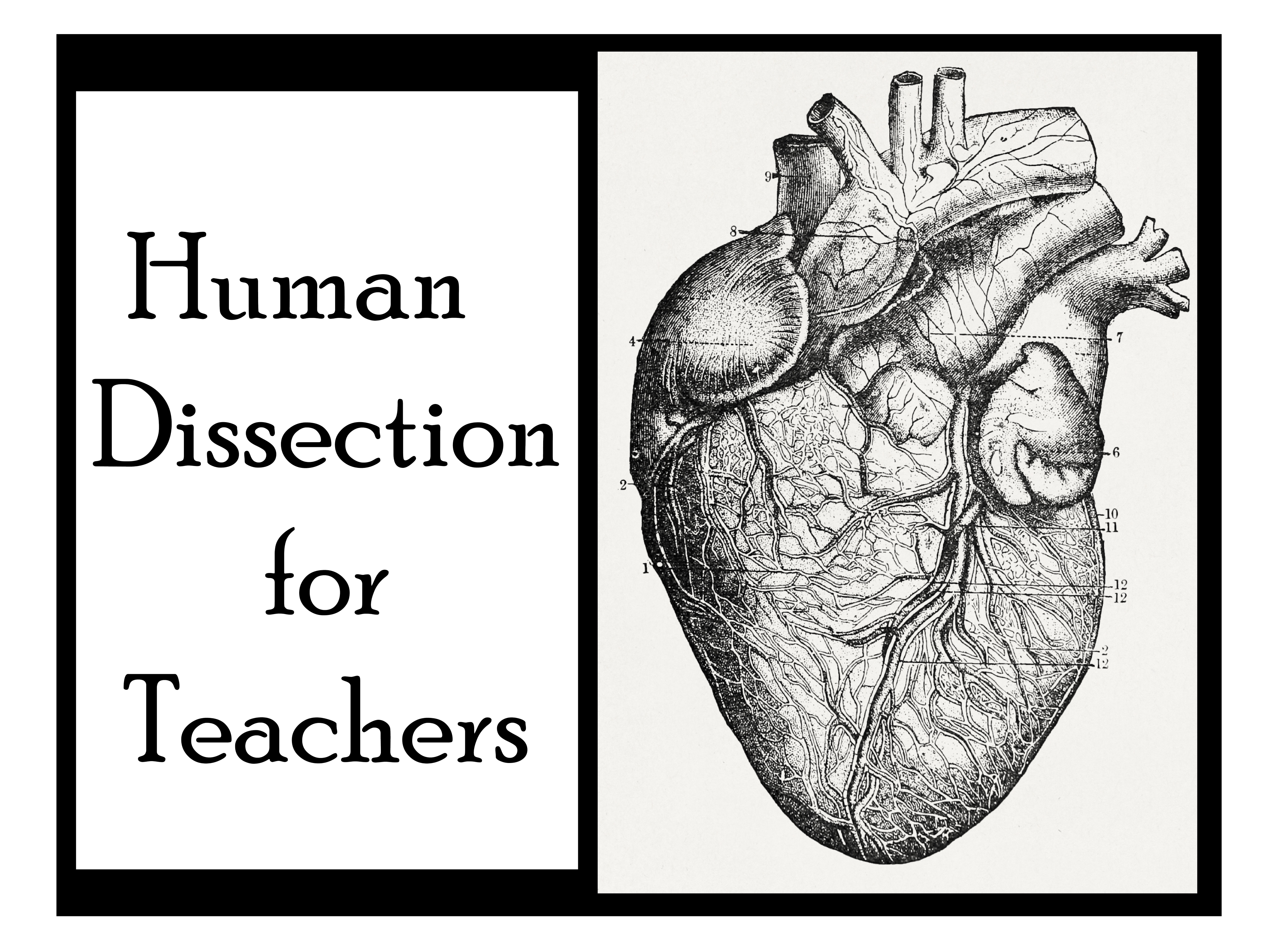 Human dissection for Teachers image