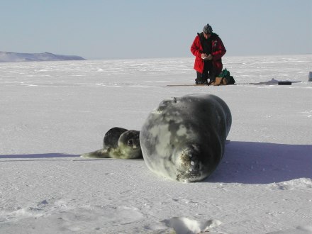 Field work on Weddell seals in Erebusy Bay, Antarctica