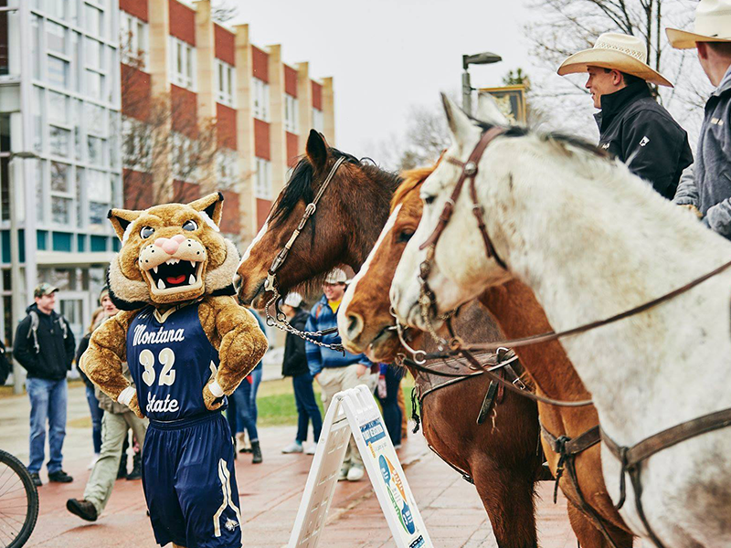 Champ, students, and horses on Centennial Mall