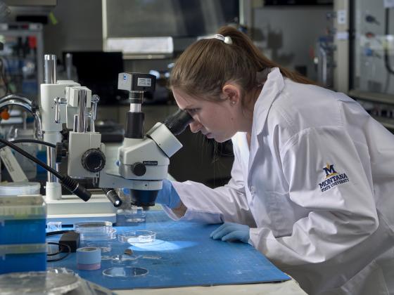 A student wearing lab safety equipment looking into a microscope. | MSU photo by Kelly Gorham