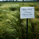 A barley test plot at the MSU Post Farm.