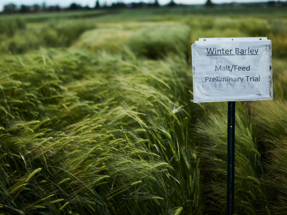 A barley test plot at the MSU Post Farm. | MSU photo by Adrian Sanchez-Gonzalez