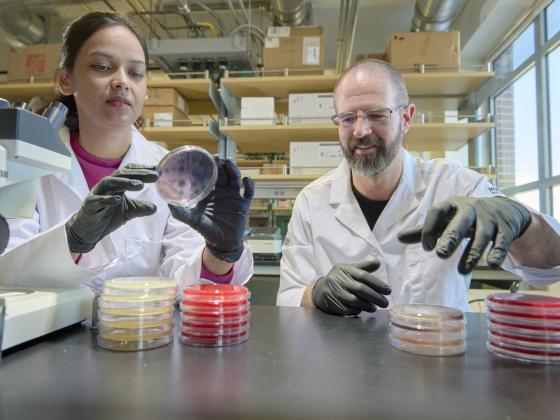 Two people wearing lab jackets looking at petri dishes in a lab. | MSU photo by Colter Peterson