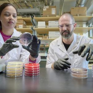 Two people wearing lab jackets looking at petri dishes in a lab.