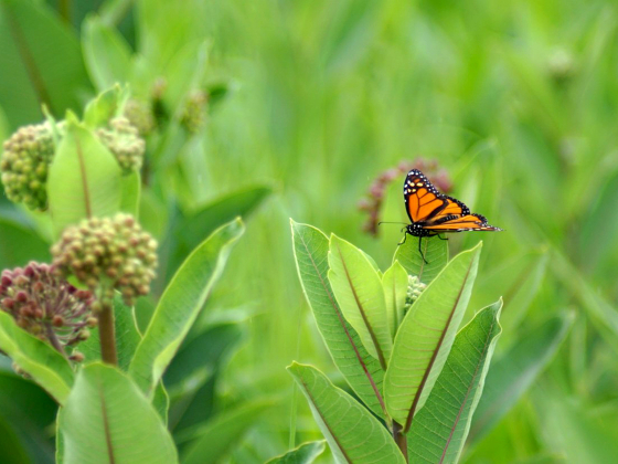 A Monarch butterfly in green foilage | Photo: Cody Prouty