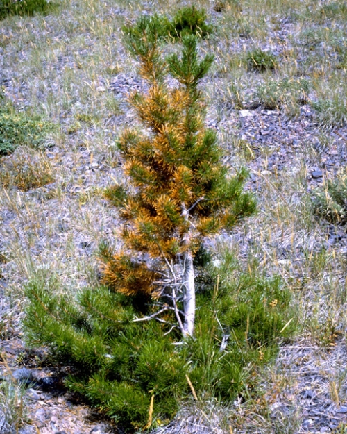 Dying, Off, Color Pine Needles Normal in Autumn, Colorado State Forest  Service