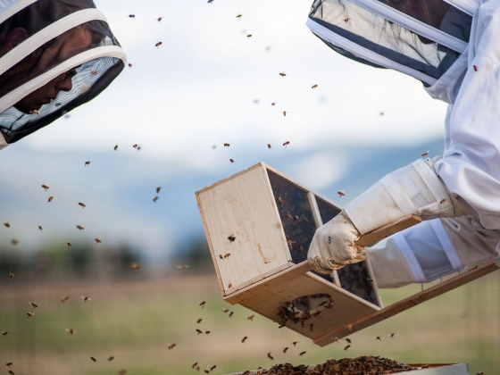 First Vaccine for Honey Bees Approved by USDA - Modern Farmer