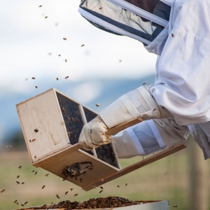 honeybees arriving at MSU