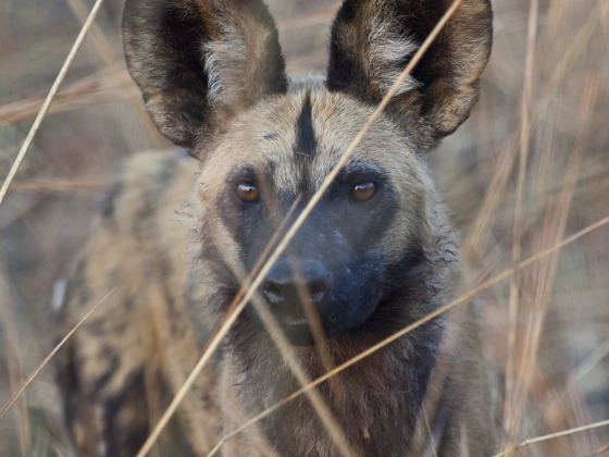 do wild dogs like humans