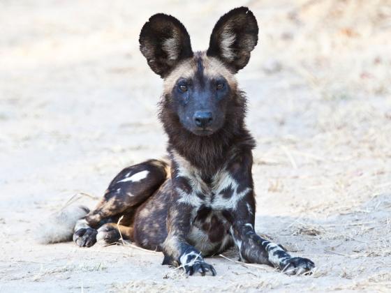 A wild dog laying in sand | 