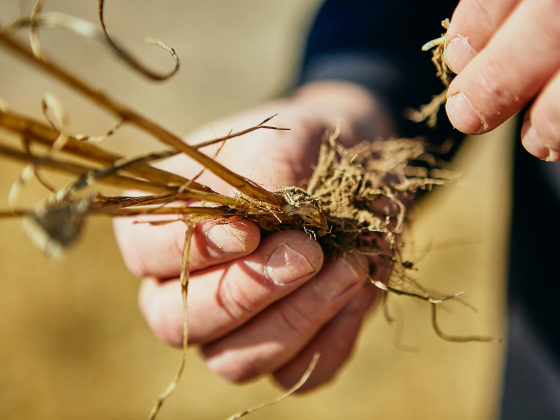 A close up image of a wheat stem. | MSU photo by Adrian Sanchez-Gonzalez