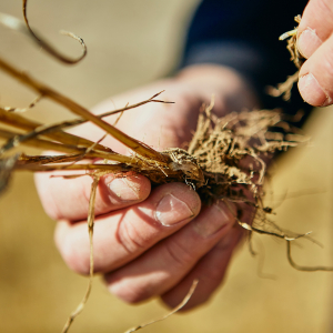 A close up image of a wheat stem.