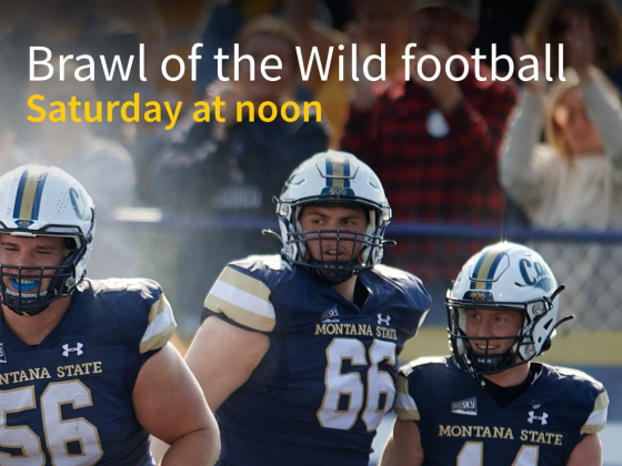 The image is a promotional graphic for the "Brawl of the Wild" football game featuring Montana State University. The text reads, "GO 'CATS! Brawl of the Wild football, Saturday at noon." The background shows a group of MSU football pla | MSU 