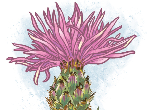 Illustration of Spotted Knapweed bloom | Robert Rath