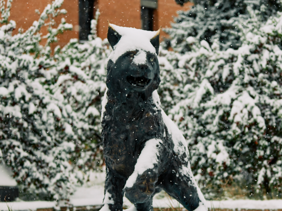 Spirit the bobcat during the first snow of the winter season | 