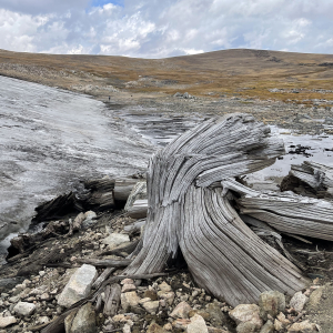 A whitebard pine wood subfossil beneath a melting ice patch