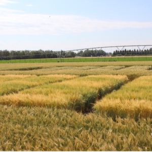 A wheat field in eastern Montana