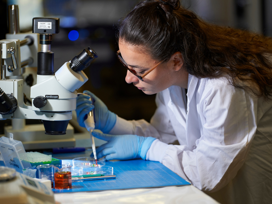 The image shows a researcher wearing a white lab coat and blue gloves working in a laboratory. She is using a pipette to place a sample into a petri dish while looking through a microscope. The laboratory setting is equipped with advanced scientific tools | Kelly Gorham/MSU