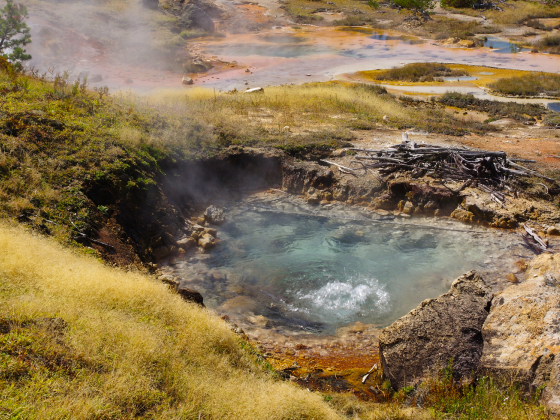 A small pool of boiling hot water in a marshy area | 
