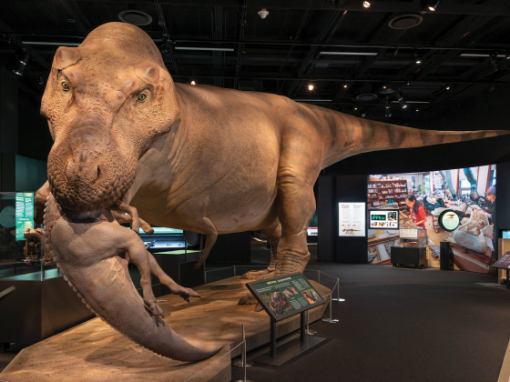 A T. rex exhibit at the Museum of the Rockies | Photo by Shawn Raecke