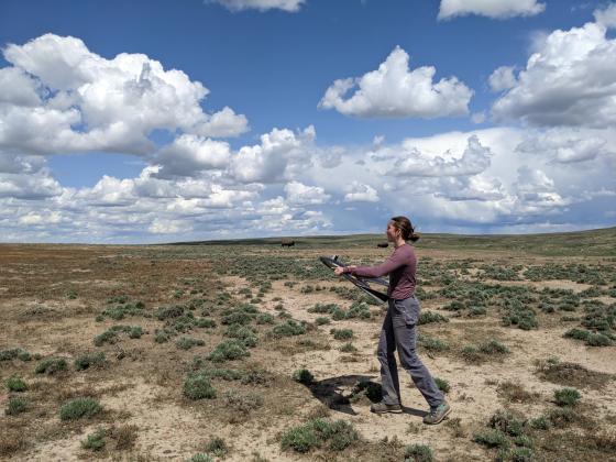 Claire Bresnen holding a drone in a field of natural grassland | Photo courtesy of the Smithsonian National Zoo and Conservation Biology Institute