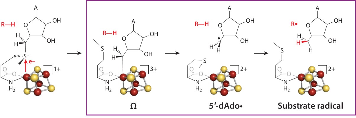 Radical SAM initiation mechanism