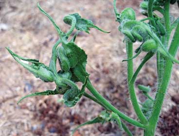 MSU News - Herbicide damage appearing in Montana's vegetable and ...