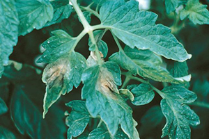 MSU News - Late blight found in Montana: Gardeners advised to watch for ...