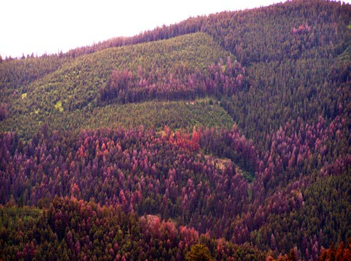 A hillside with a mix of green, normal trees and pink and red impacted trees.