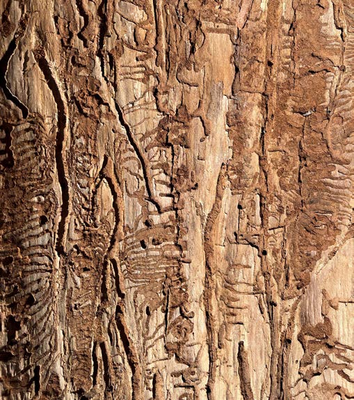 Image of Douglas Fir bark that has been damaged by beetles that have created deep crevices in the wood.