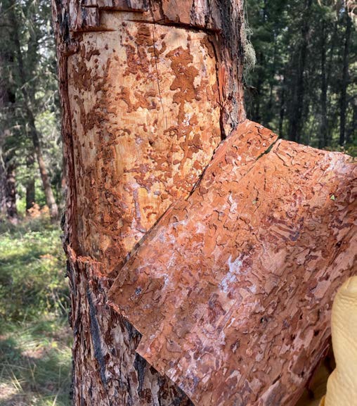Image of Douglas Fir bark that has been attacked by a flathead fir borer, that has left behind deep crevices.