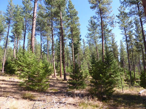 Image of a forest showing fire-maintained ponderosa pine.