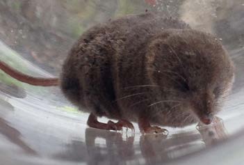 Round brown rodent with skinny snout, small ears, and miniature eyes.