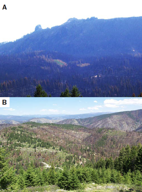 Image A shows a hillside with patches uneffected by a fire. Image B shows a green lanscape with a variety of trees.