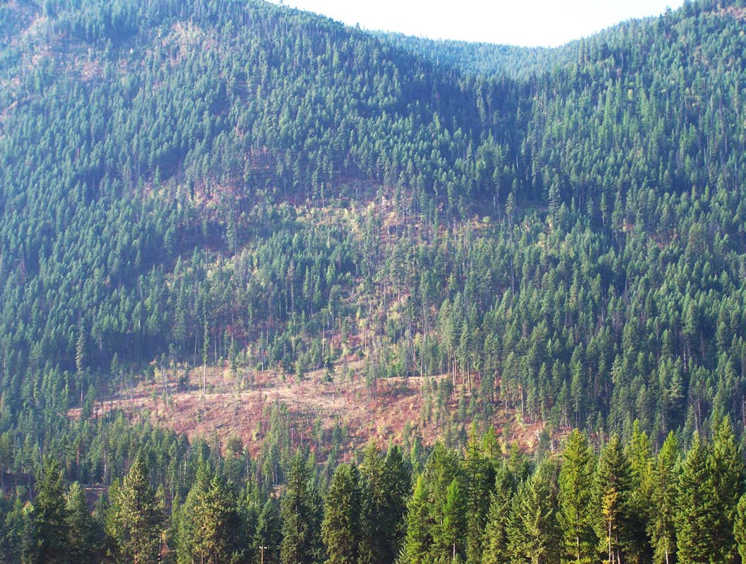 A green hillside with a patch burnt by wildfire.