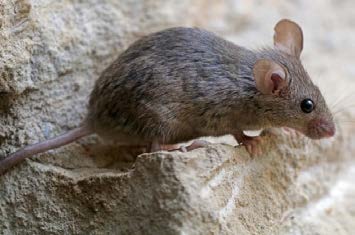 Grey looking mouse with small round ears and black eyes.