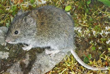 Grey colored rodent with light brown undertones, a short snout, small round ears, black eyes, and a long tail.