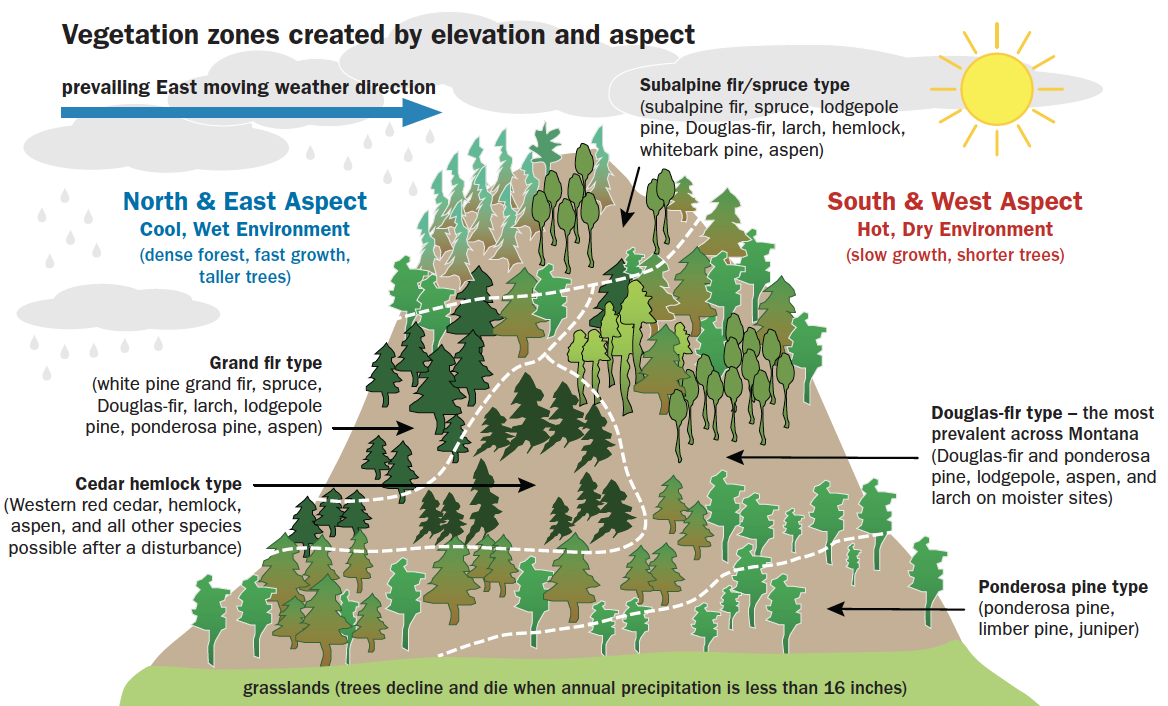 A figure that shows the major forest types by elevation and aspect.