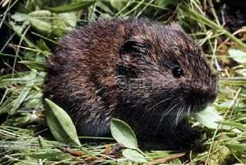 Black rodent with brown undertones, small round ears, and black eyes.