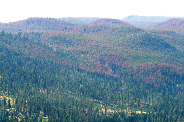 a hillside with a thinned forest impacted by beetles.
