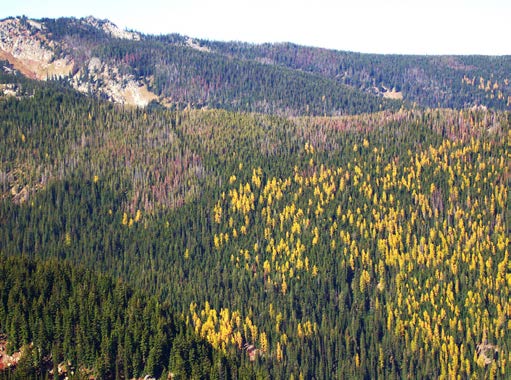 A hillside wit a mixture of green leaved trees and yellow leaved trees.