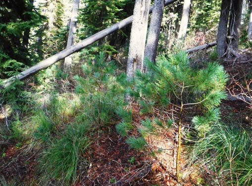 Image of a young, small, green, western white pine.