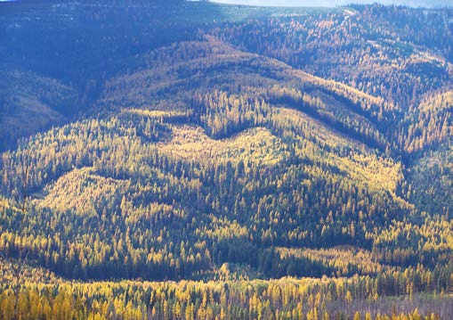 A hillside that was rapidly colonized by western larch seedlings (Yellow leaved trees).