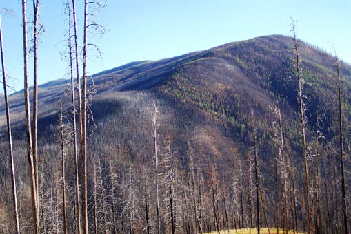 Image showing a dead forest with trees that have been killed from fire.