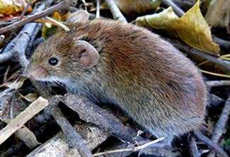 Longer bodied, brown rodent with small round ears and black eyes.