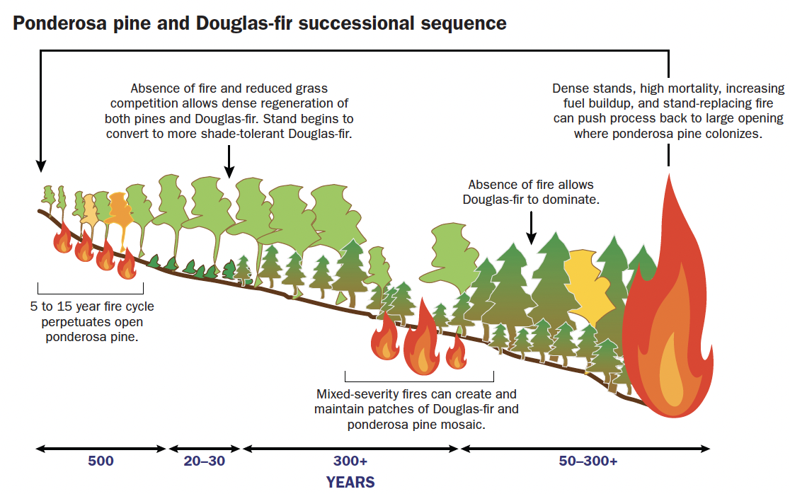 A timeline of Ponderosa pine and Douglas-fir successional sequence.